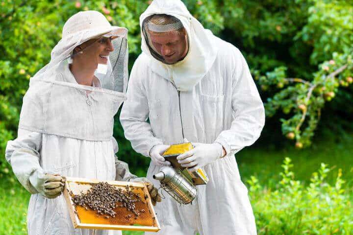 zwei Bienenfacharbeiter kontrollieren die Waben