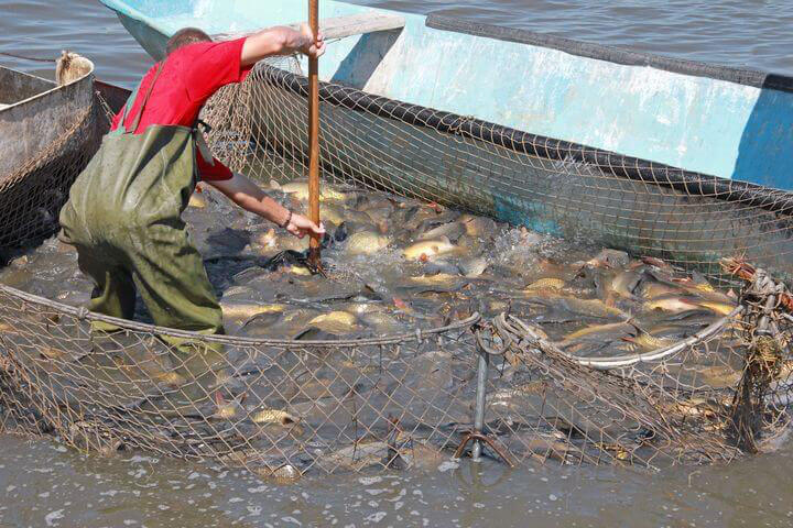 Mann steht im Wasser und holt Fische aus dem Netz