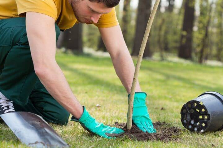 Mann pflanzt einen Baum