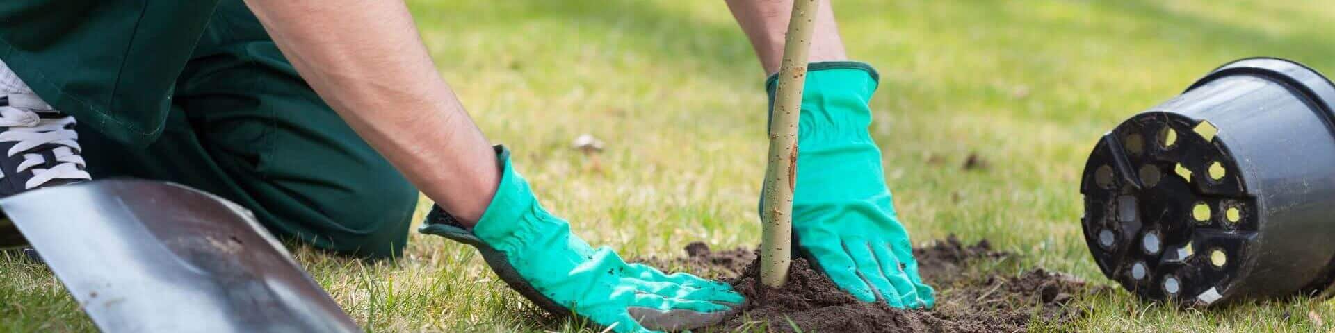 gepflanzer baum auf einer Wiese