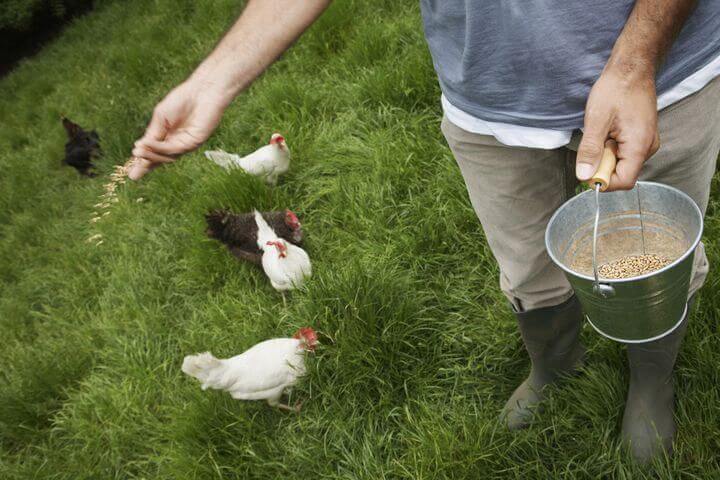 Huehner werdedn mit Futter aus einem Kuebel gefuettert