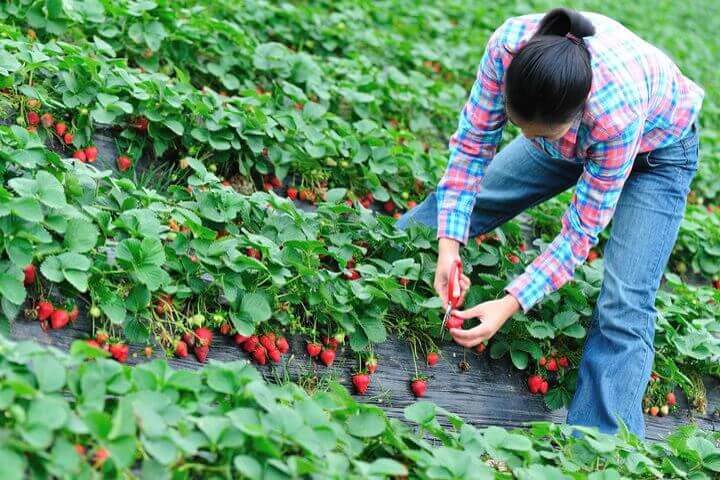 Frau schneidet erdbeeren vom Strauch