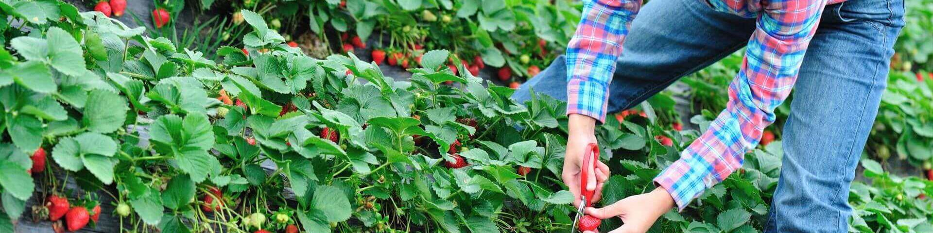 Person die Erdbeeren pflueckt