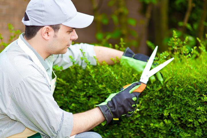 Gaertner schneidet die Hecke