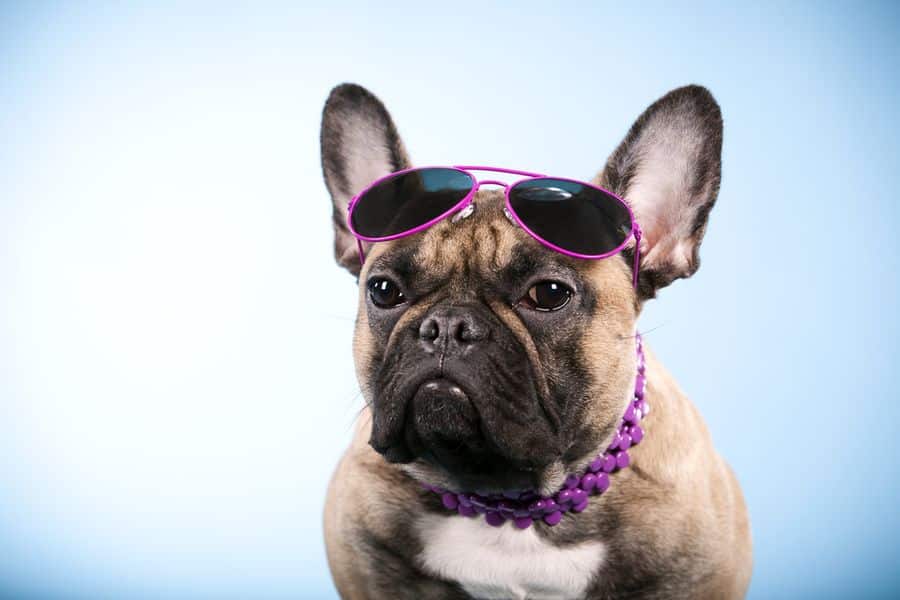 Lehrlingsportal.at Eine braune französische Bulldogge mit lila Sonnenbrille und einer lila Perlenkette vor blauem Hintergrund.